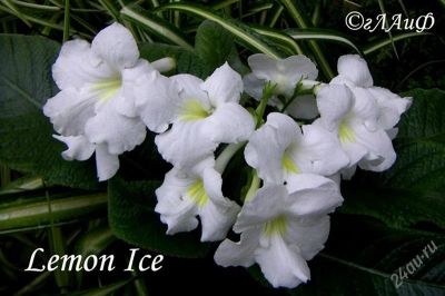 Лот: 1059448. Фото: 1. Цветущий стрептокарпус сорт Lemon... Горшечные растения и комнатные цветы