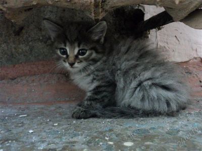 Лот: 912365. Фото: 1. Срочно котенок!. Разное