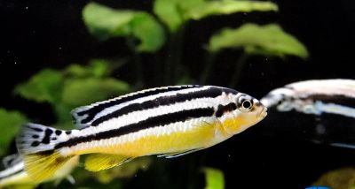 Лот: 5133016. Фото: 1. Меланохромис золотой (Melanochromis... Рыбки