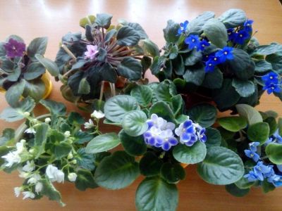 Лот: 10356723. Фото: 1. Фиалки. Горшечные растения и комнатные цветы