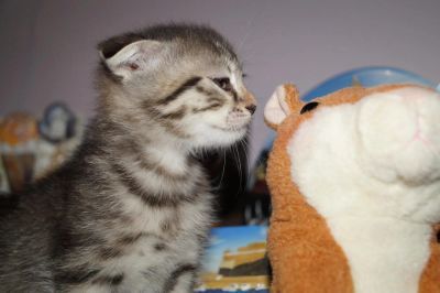 Лот: 10828073. Фото: 1. Котенок шотландский вислоухий. Кошки, котята