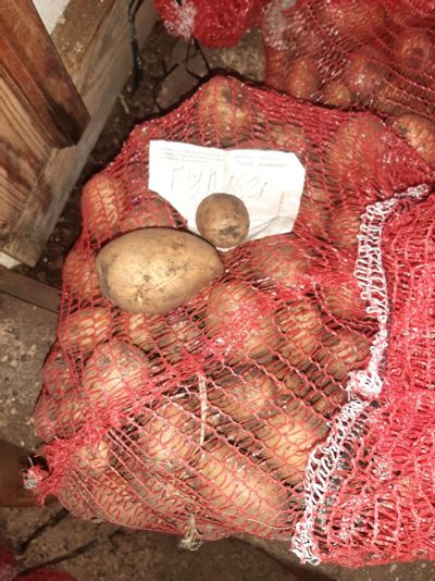 Лот: 20182438. Фото: 1. Ранний картофель Гулливер. Овощи