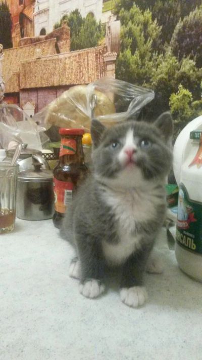 Лот: 8647991. Фото: 1. котёнок. Кошки, котята