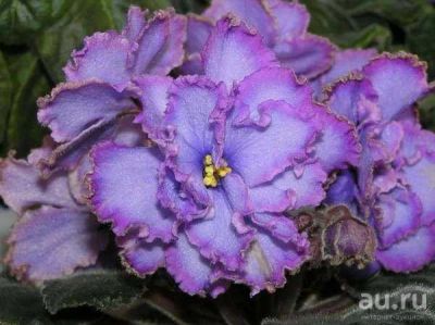 Лот: 13866948. Фото: 1. Сенполия Blue Dragon. (/P. Sorano... Горшечные растения и комнатные цветы