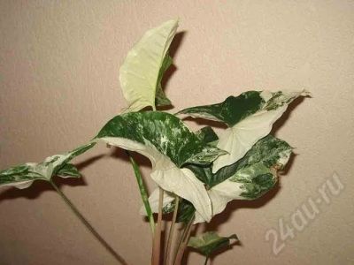 Лот: 492790. Фото: 1. Сингониум вариегатный " Imperial... Горшечные растения и комнатные цветы