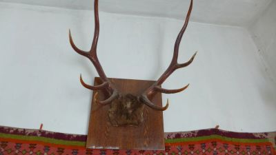 Лот: 4069703. Фото: 1. Рога лося/чучело. Другое (туризм, охота, рыбалка, самооборона)