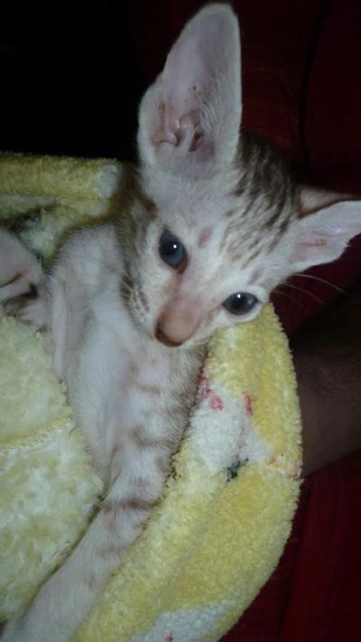 Лот: 3847860. Фото: 1. котенок ориентальная короткошерстная. Кошки, котята