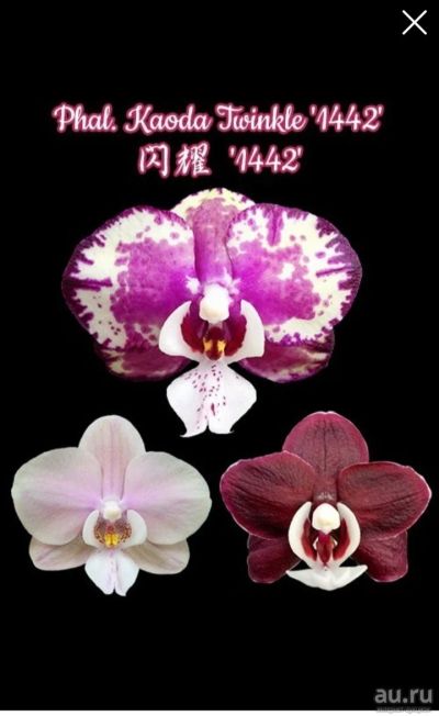 Лот: 14413652. Фото: 1. Орхидея Фаленопсис Kaoda Twinkle... Горшечные растения и комнатные цветы