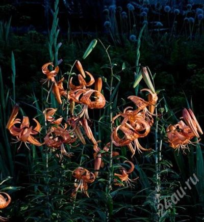 Лот: 360922. Фото: 1. лилия тигровая. Другое (семена, рассада, садовые растения)