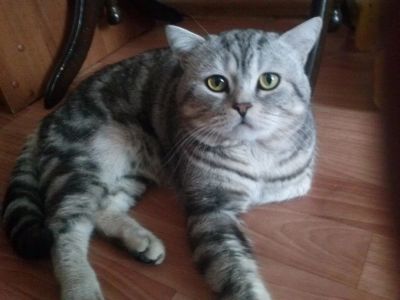 Лот: 9915359. Фото: 1. Котятки. Кошки, котята