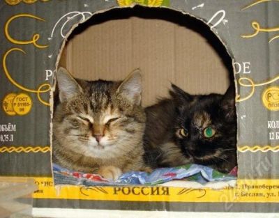 Лот: 585803. Фото: 1. Чудесные котята ищут хозяев!. Остальные животные