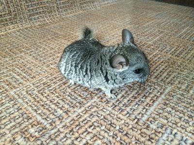 Лот: 4231643. Фото: 1. Очаровательный шиншиллёнок. Остальные животные