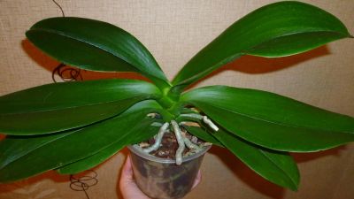 Лот: 4548557. Фото: 1. орхидея фаленопсис ( грандифлора... Горшечные растения и комнатные цветы