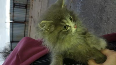 Лот: 4767102. Фото: 1. Отдам котенка в добрые руки. Кошки, котята