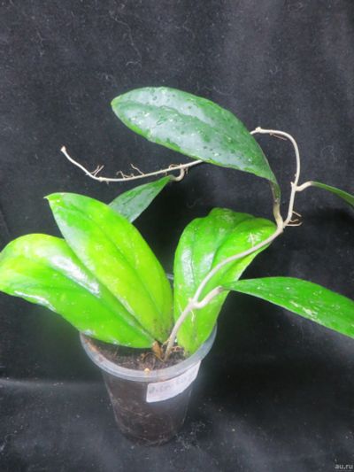 Лот: 13555594. Фото: 1. Хойя Hoya sp. Limbang. Горшечные растения и комнатные цветы