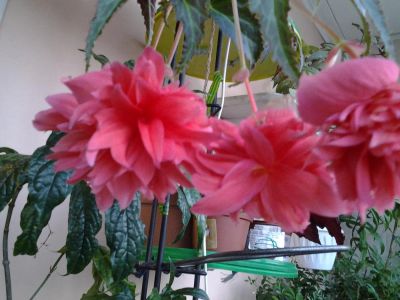 Лот: 11514693. Фото: 1. Бегония Белокония( розовая). Горшечные растения и комнатные цветы