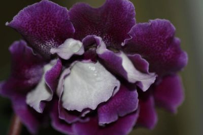 Лот: 3212015. Фото: 1. Глоксиния 34. Горшечные растения и комнатные цветы