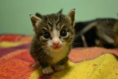 Лот: 5138934. Фото: 1. Котята, 1 месяц. Кошки, котята