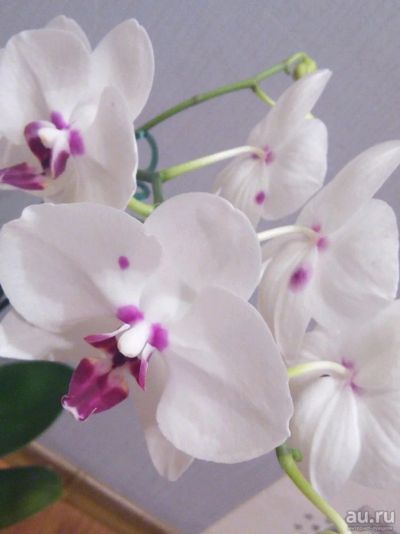 Лот: 13436358. Фото: 1. Орхидея фаленопсис с 2 цветоносами... Горшечные растения и комнатные цветы