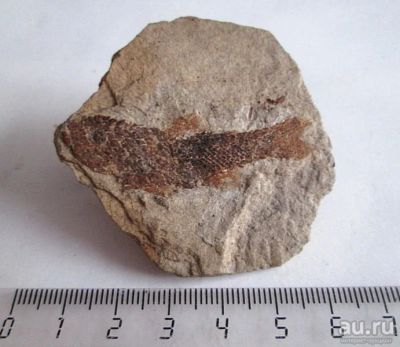 Лот: 15292554. Фото: 1. Отпечаток ископаемой лучепёрой... Минералы и окаменелости