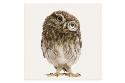 Лот: 23631776. Фото: 1. Канвас Hoff Idea. Картины, гравюры