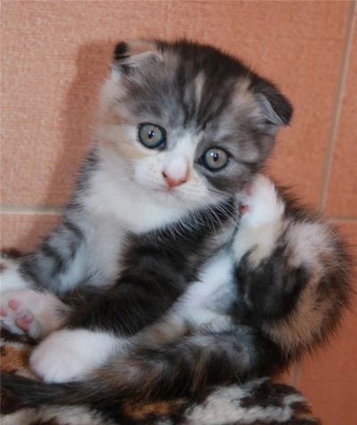 Лот: 4425527. Фото: 1. Шотландская кошечка с документами... Кошки, котята