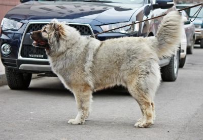 Лот: 4371901. Фото: 1. Щенки Кавказской овчарки (возможен... Собаки, щенки