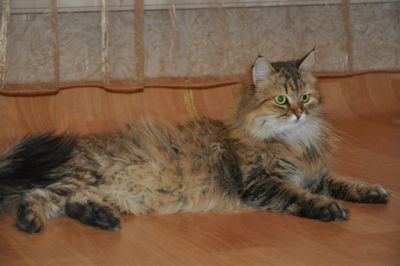 Лот: 3438640. Фото: 1. Фаня. Красавица Сибиряка. Ищет... Кошки, котята