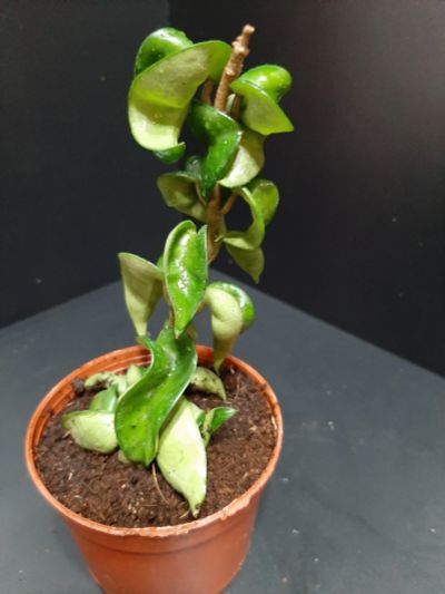 Лот: 18267413. Фото: 1. Хойя_Hoya Compacta. Горшечные растения и комнатные цветы