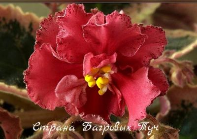 Лот: 8467825. Фото: 1. фиалка сортовая Страна Багровых... Горшечные растения и комнатные цветы