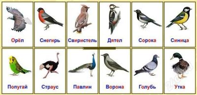 Лот: 2253101. Фото: 1. Карточки Домана, ламинированные... Развивающие