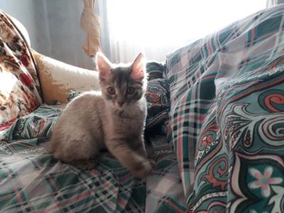 Лот: 11069383. Фото: 1. Котёнок!. Кошки, котята