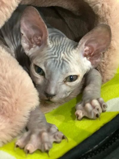 Лот: 13905891. Фото: 1. Донской сфинкс взрослый пенсионеру. Кошки, котята