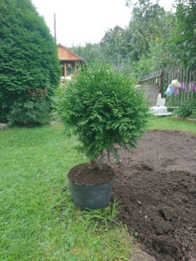 Лот: 16396884. Фото: 1. Туя шаровидная 3 года. Декоративные кустарники и деревья
