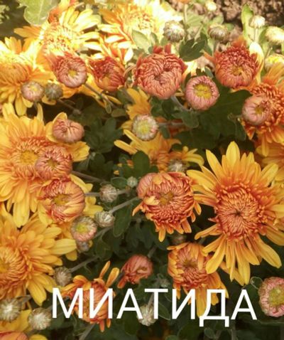 Лот: 7339112. Фото: 1. Миатида Хризантема корейская. Садовые цветы