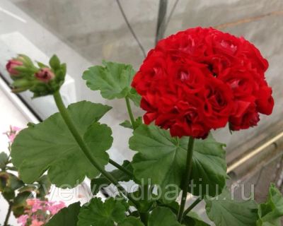 Лот: 10534494. Фото: 1. розебудная пеларгония. Горшечные растения и комнатные цветы