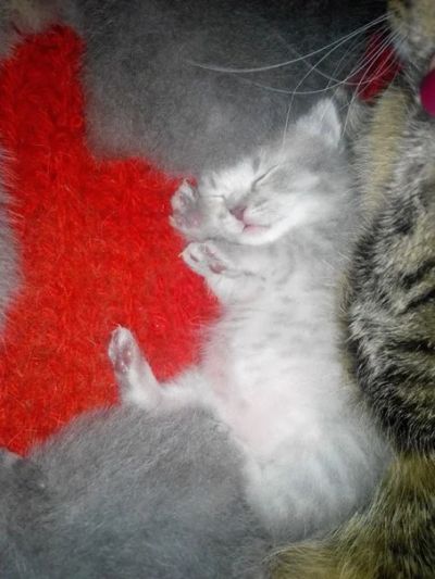 Лот: 7585951. Фото: 1. шотландские котята. Кошки, котята