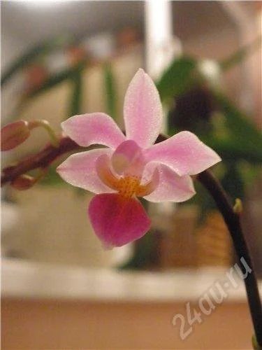 Лот: 730229. Фото: 1. Phalaenopsis equestris. Горшечные растения и комнатные цветы