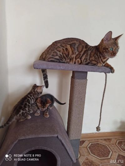 Лот: 17204201. Фото: 1. Бенгальские котята. Кошки, котята