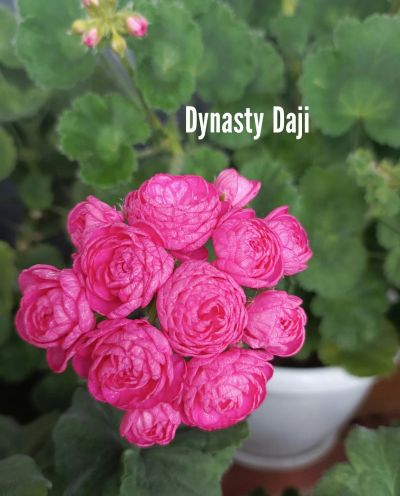 Лот: 21135401. Фото: 1. Пеларгония Dynasty Daji. Горшечные растения и комнатные цветы