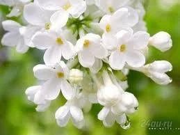 Лот: 1866441. Фото: 1. сирень белая (саженец). Другое (семена, рассада, садовые растения)