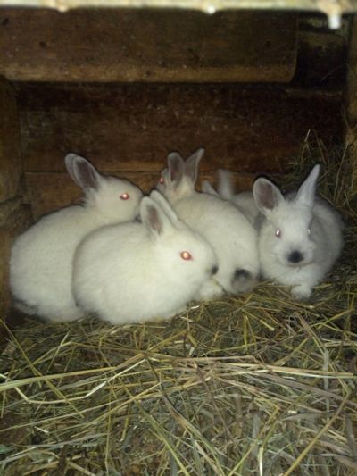 Лот: 15765035. Фото: 1. крольчата калифорнийцы. Другое (растения и животные)