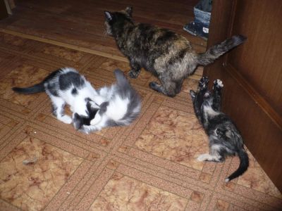 Лот: 6068986. Фото: 1. Котята. Кошки, котята