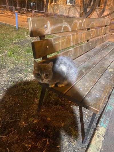 Лот: 25349840. Фото: 1. Кошка Алиса. Кошки, котята