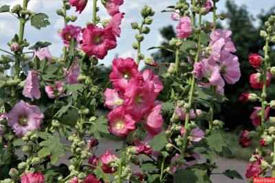 Лот: 15494933. Фото: 1. Семена Мальва, красная, розовая... Садовые цветы