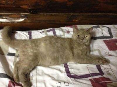 Лот: 4609691. Фото: 1. Шотландские котята , сделайте... Кошки, котята