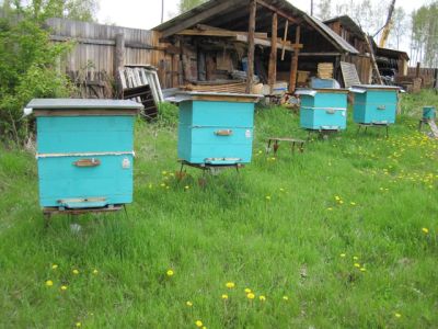 Лот: 4168514. Фото: 1. 4 Пчелосемьи, 16-ти рамочные... Пчеловодство