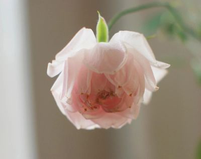 Лот: 4618018. Фото: 1. Роза комнатная, нежно-розовая... Горшечные растения и комнатные цветы