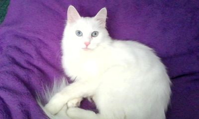 Лот: 6982697. Фото: 1. Отдадим кошечку в хорошие руки. Кошки, котята