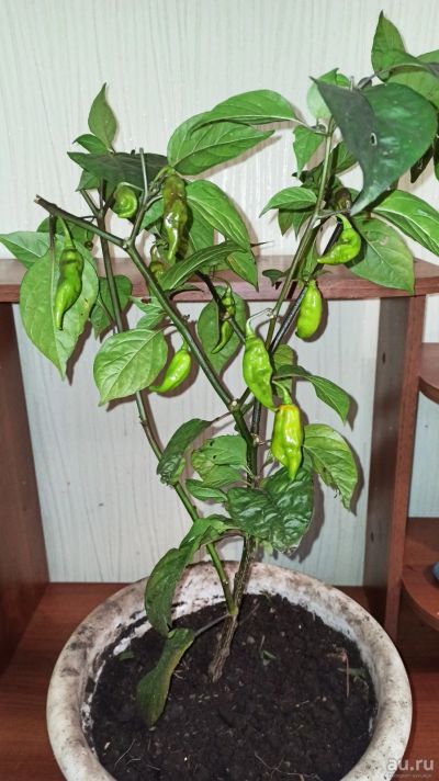 Лот: 16545427. Фото: 1. Bhut Jolokia. Взрослые растения... Горшечные растения и комнатные цветы